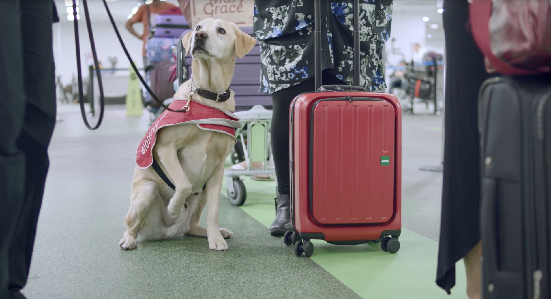 A day in the life of Airport Detector Dogs